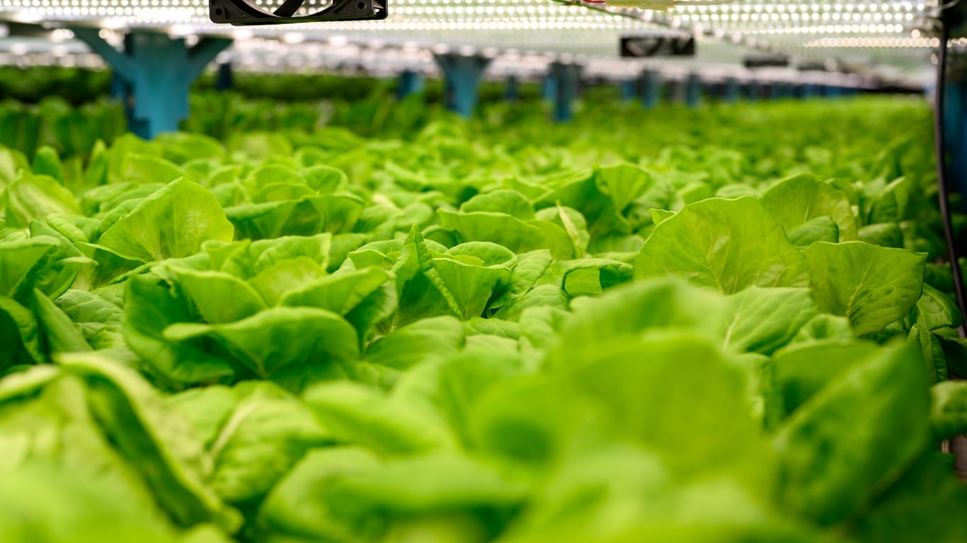 Image of lettuce being grown on a hydro farm